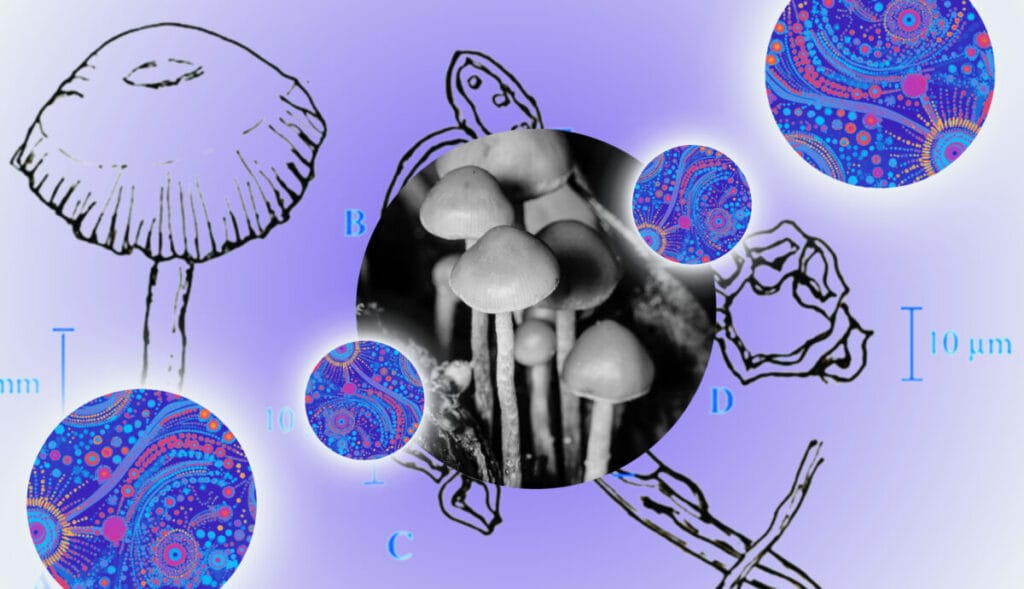 The deep past and early history of psychedelics in Australia.