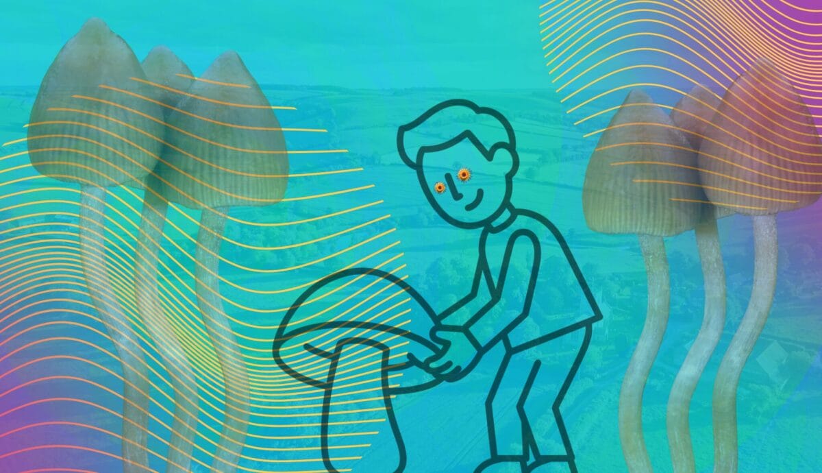 Psilocybe Mushroom Pickers in Britain